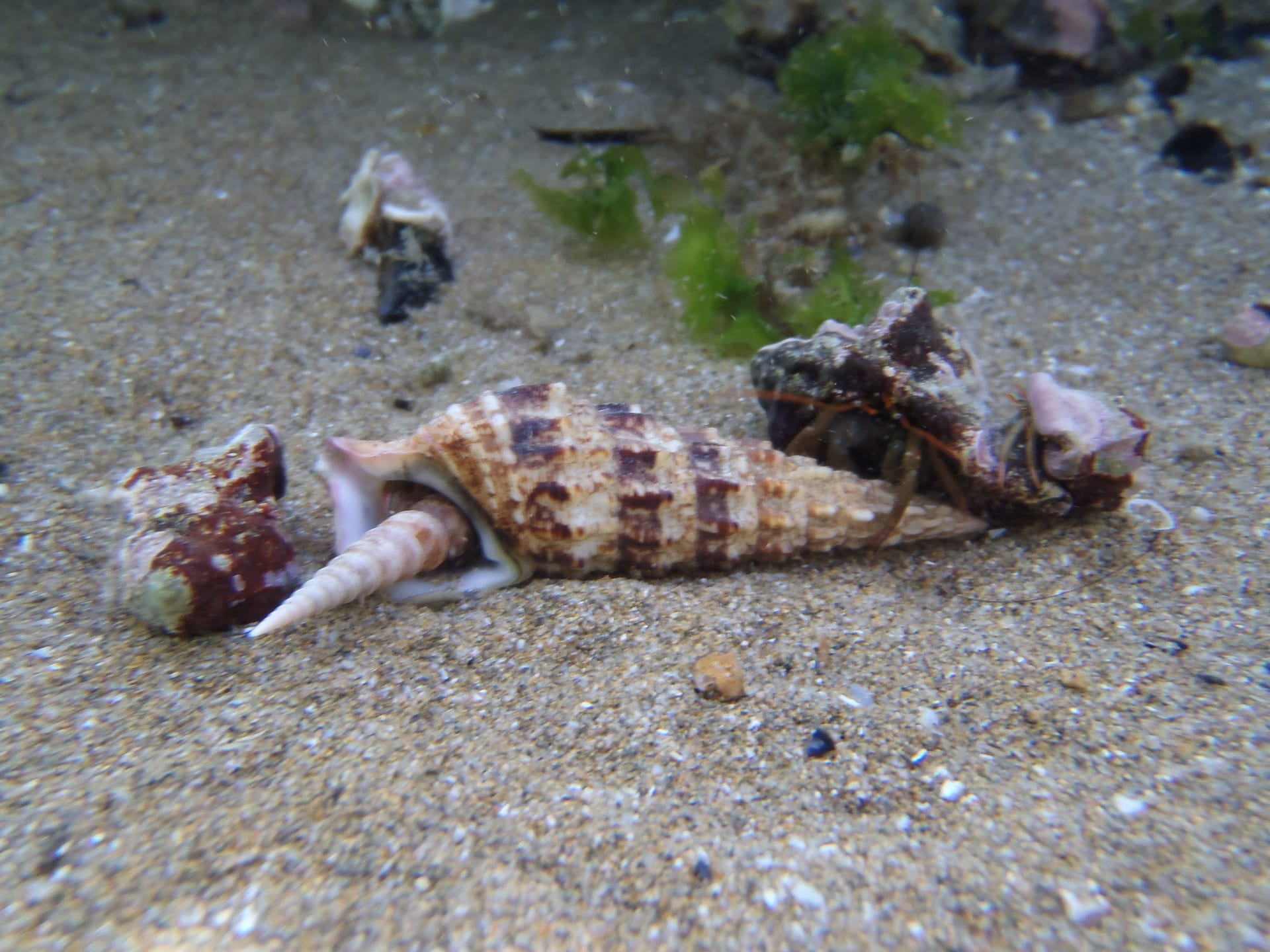 Mediterranean Hermit Crab