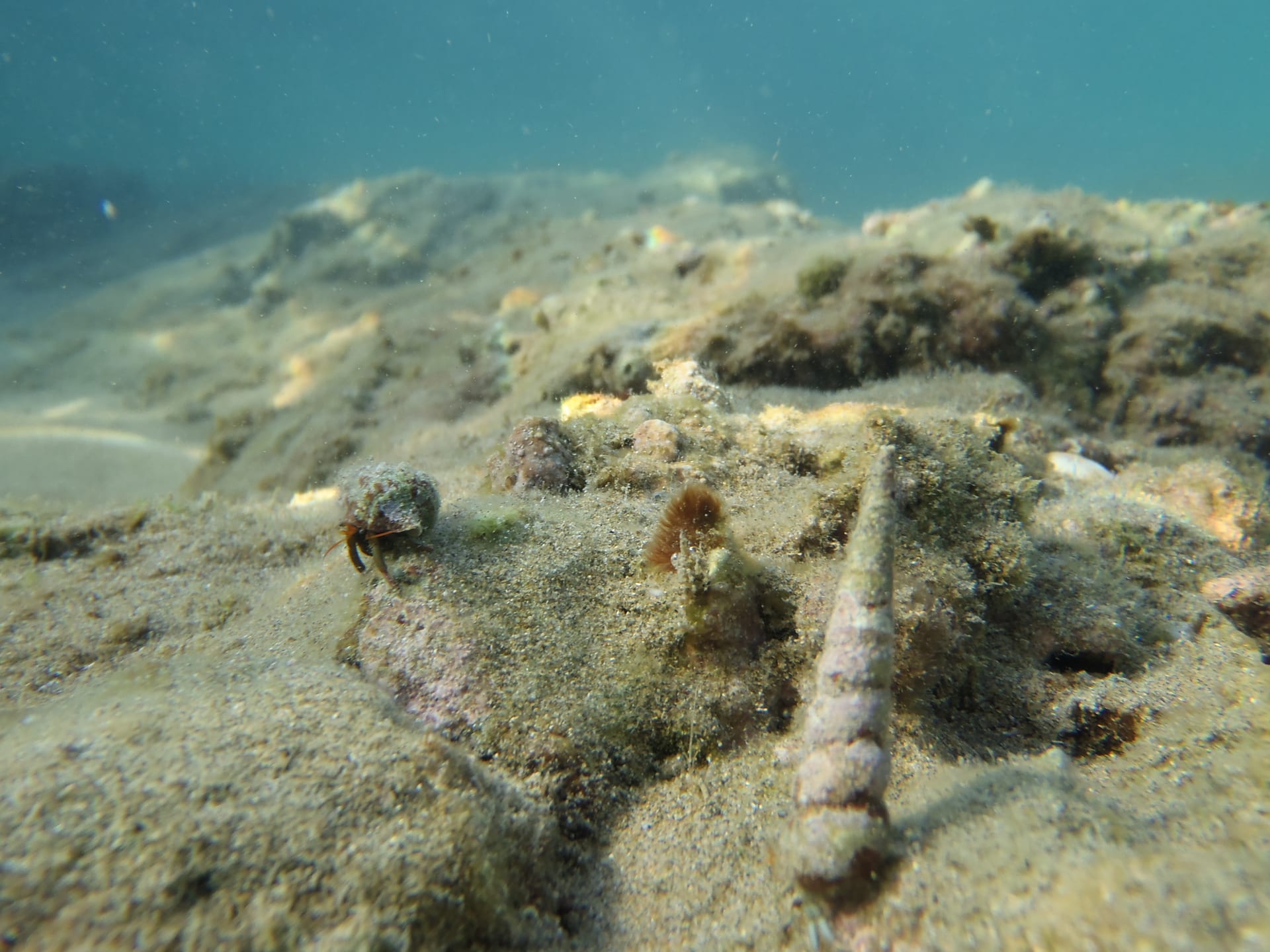 Mediterranean Hermit Crab