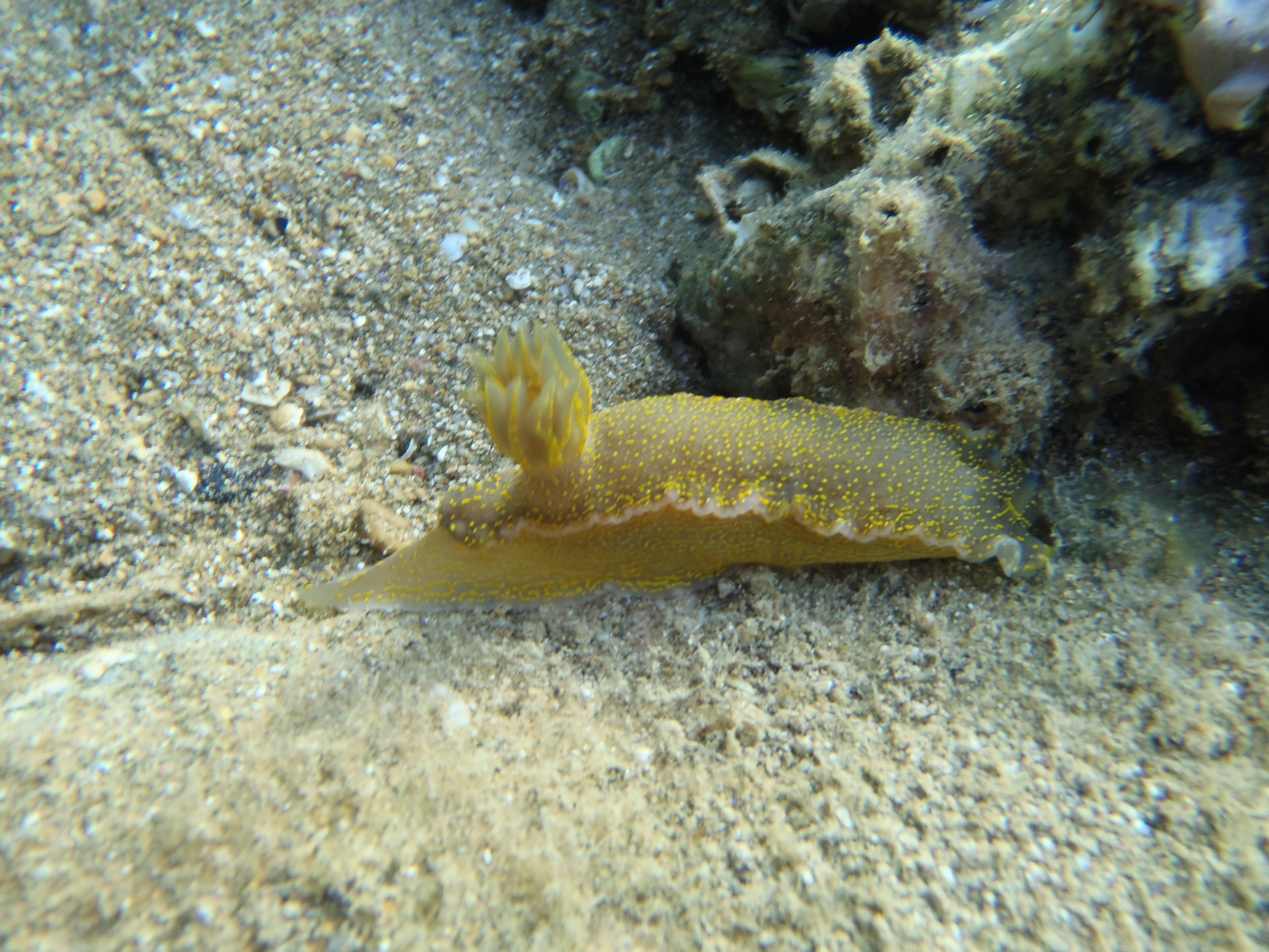 Felimare picta