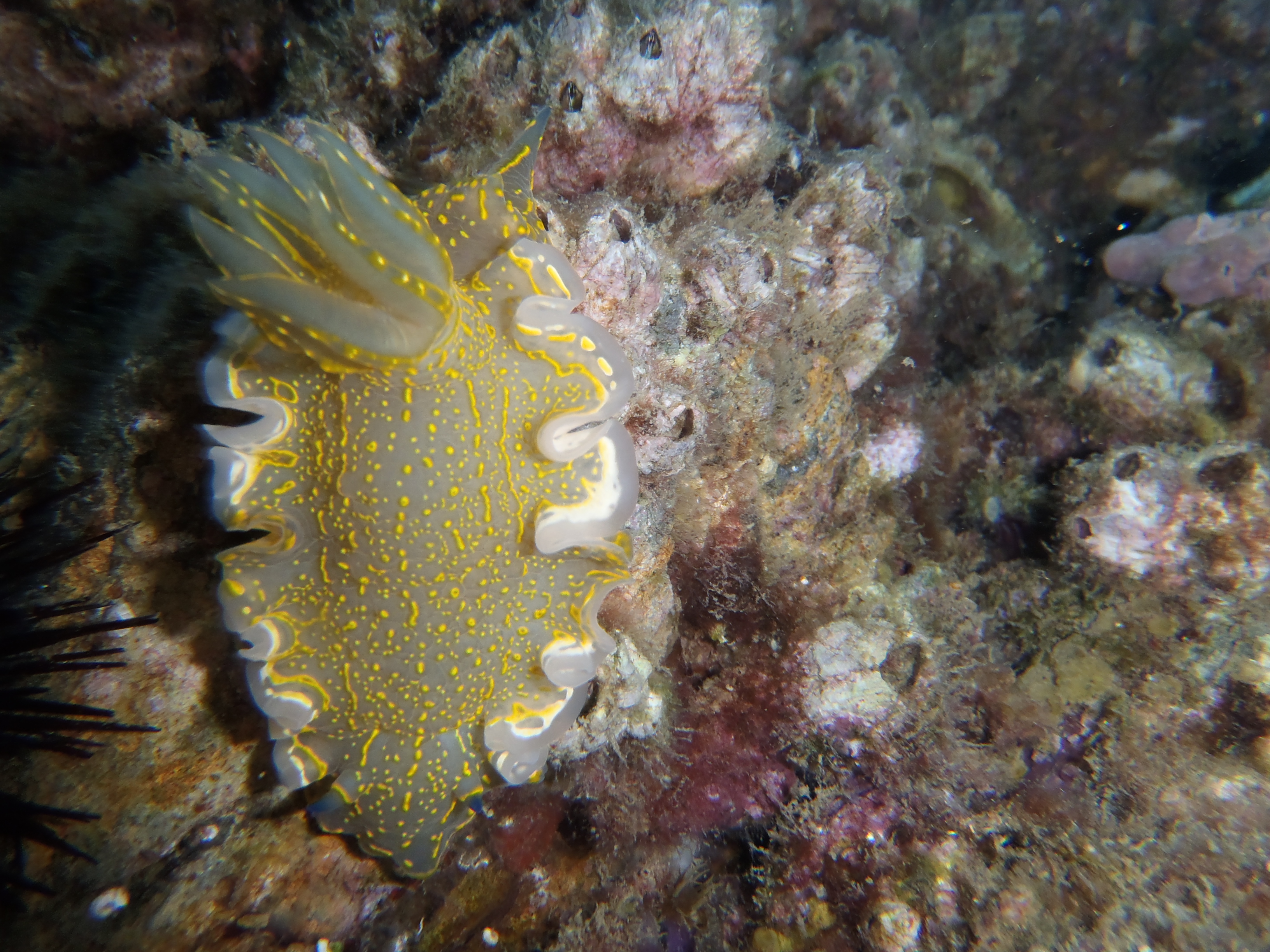 Felimare picta