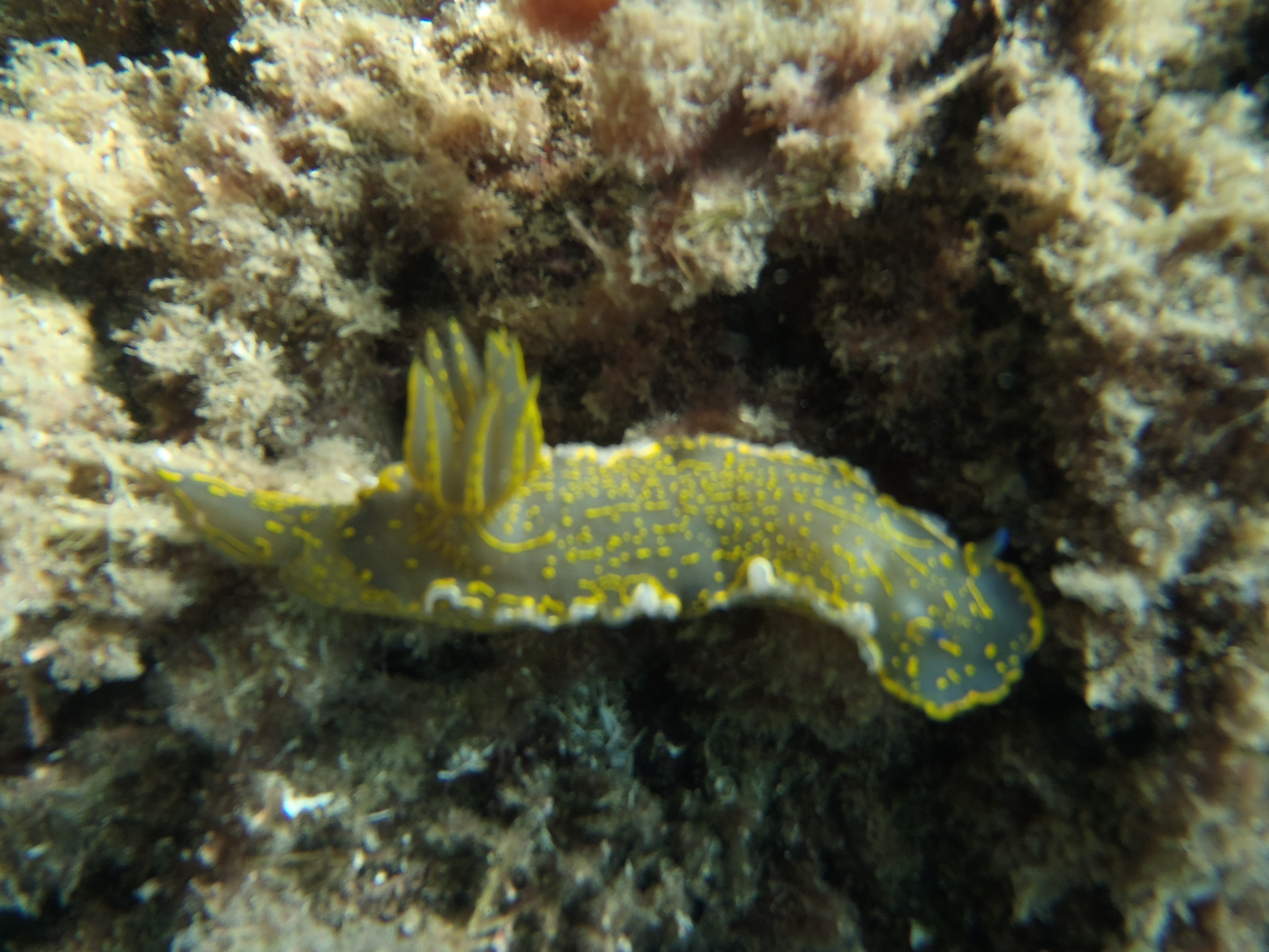 Felimare picta
