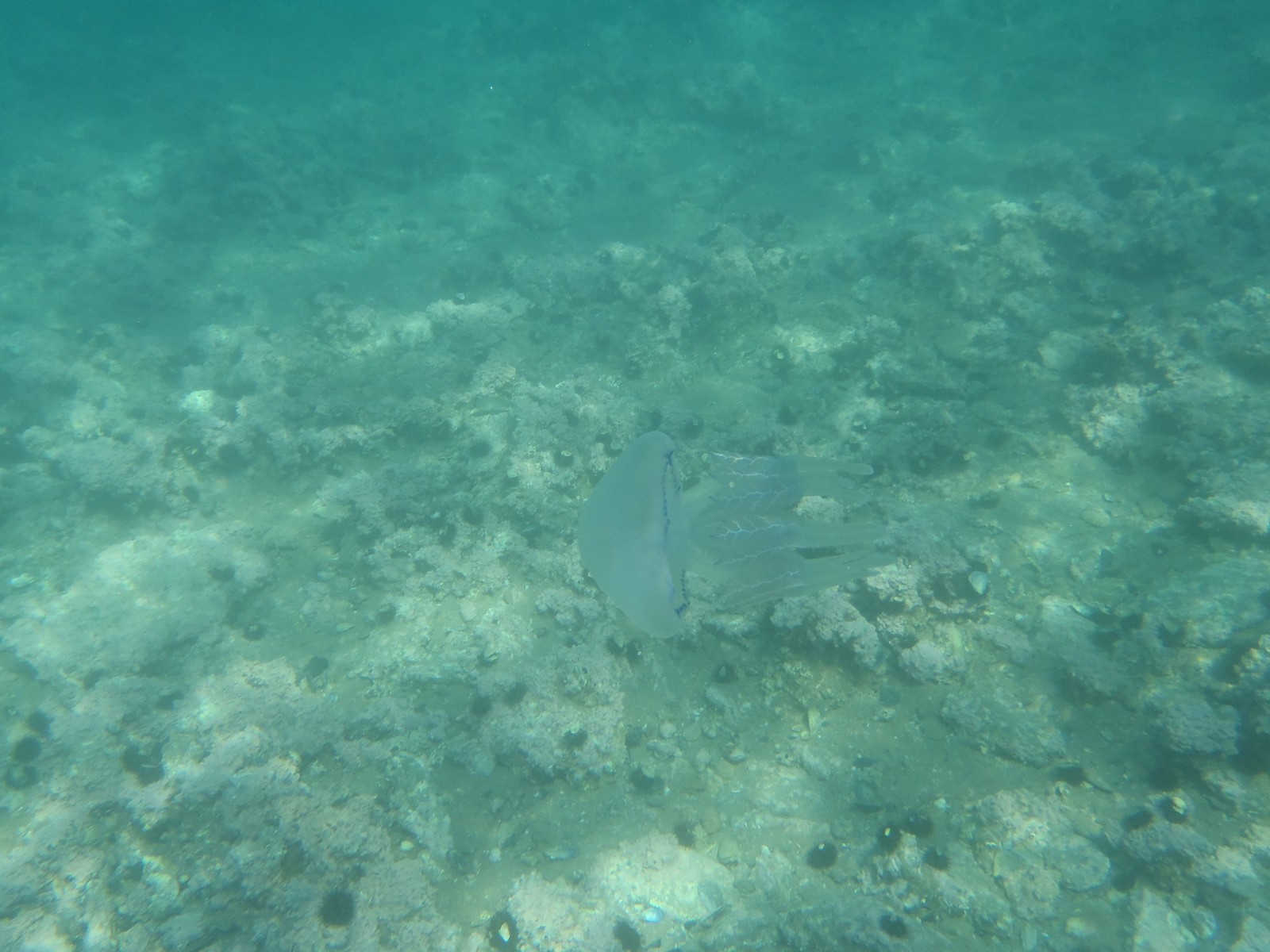 Barrel Jellyfish