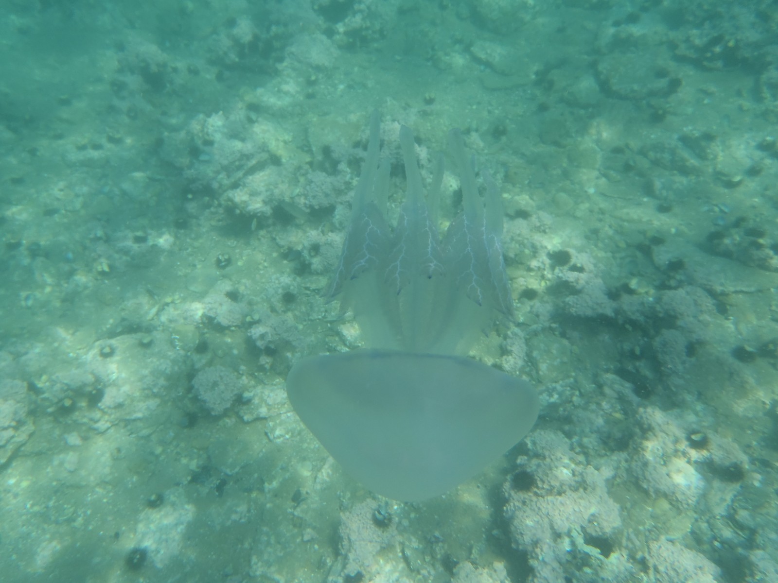 Barrel Jellyfish