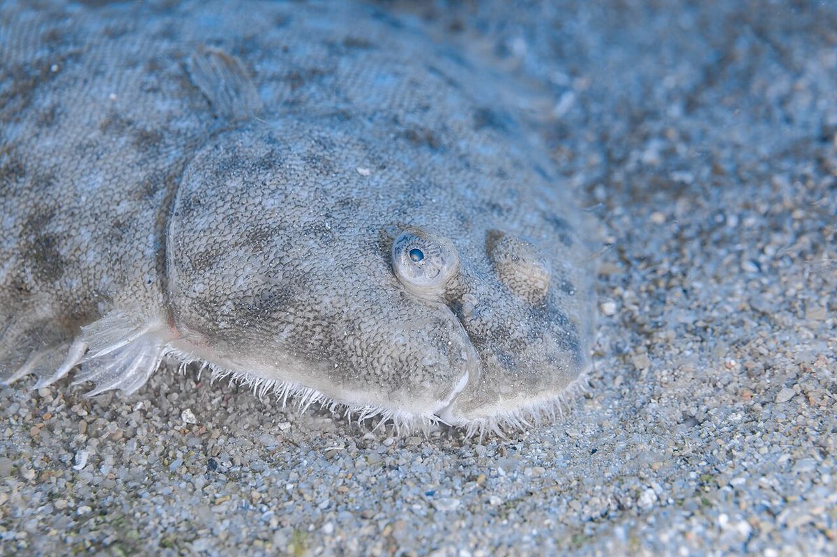Common Sole