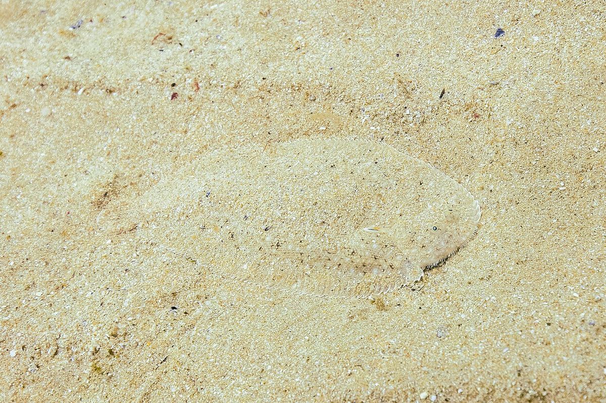 Common Sole