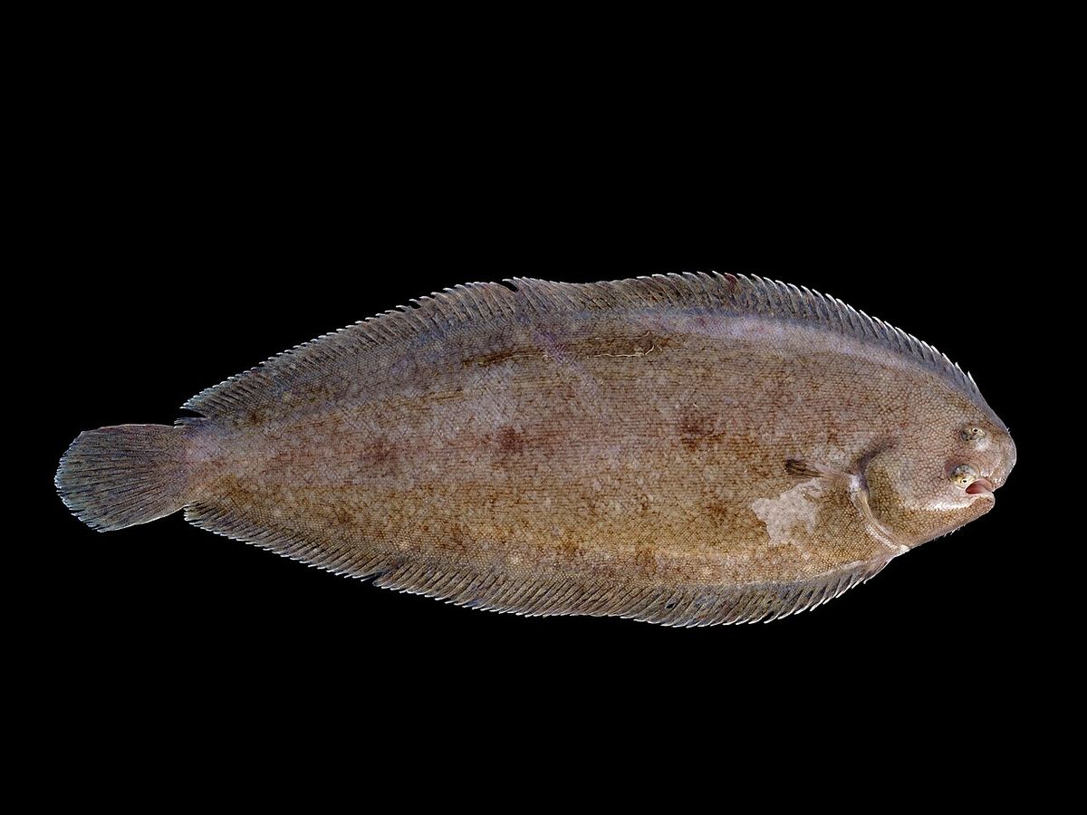 Common Sole