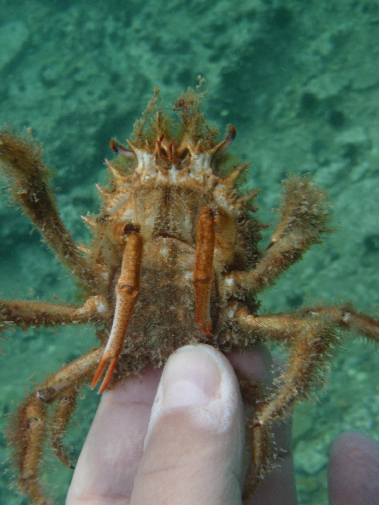 Decorator Crab