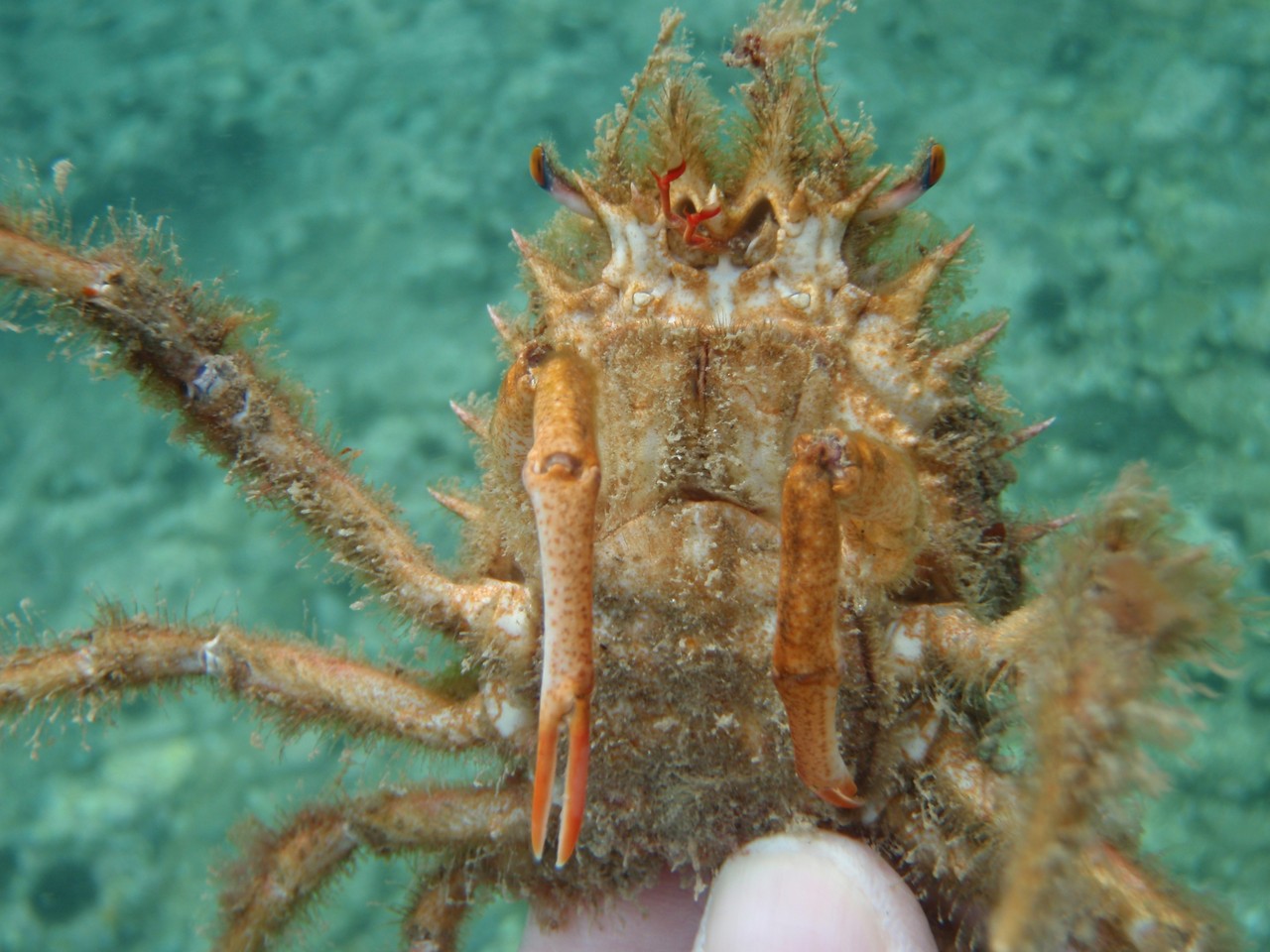 Decorator Crab