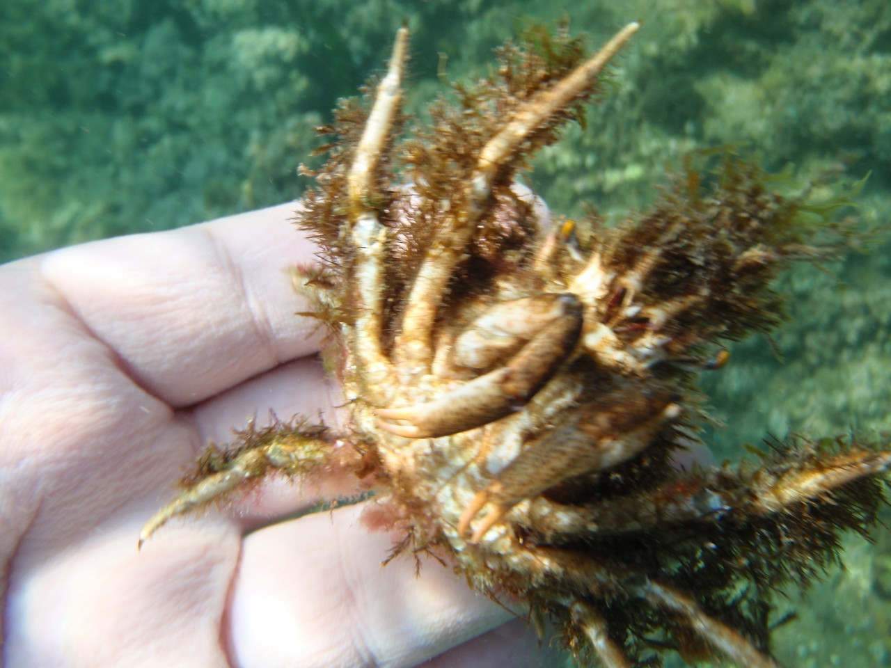 Decorator Crab
