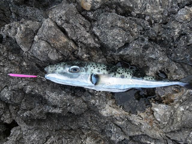 Silver-Cheeked Toadfish