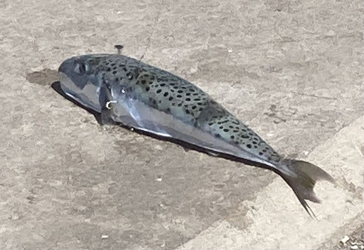 Silver-Cheeked Toadfish