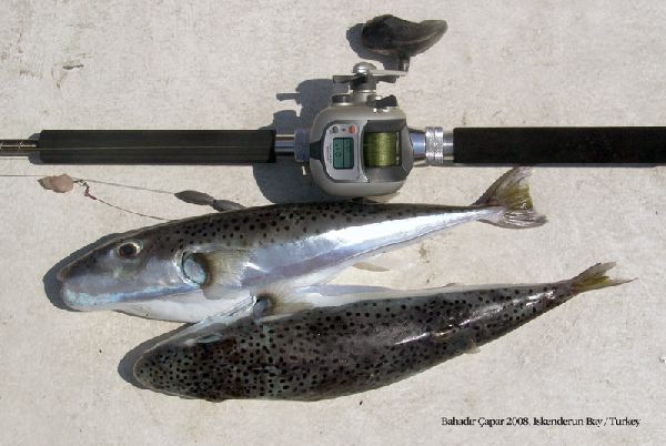 Silver-Cheeked Toadfish