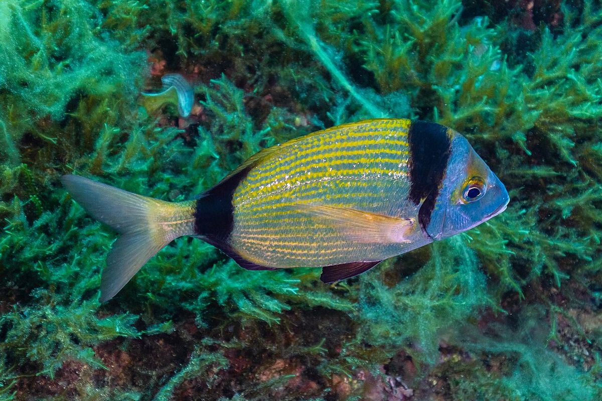 Two-Banded Seabream