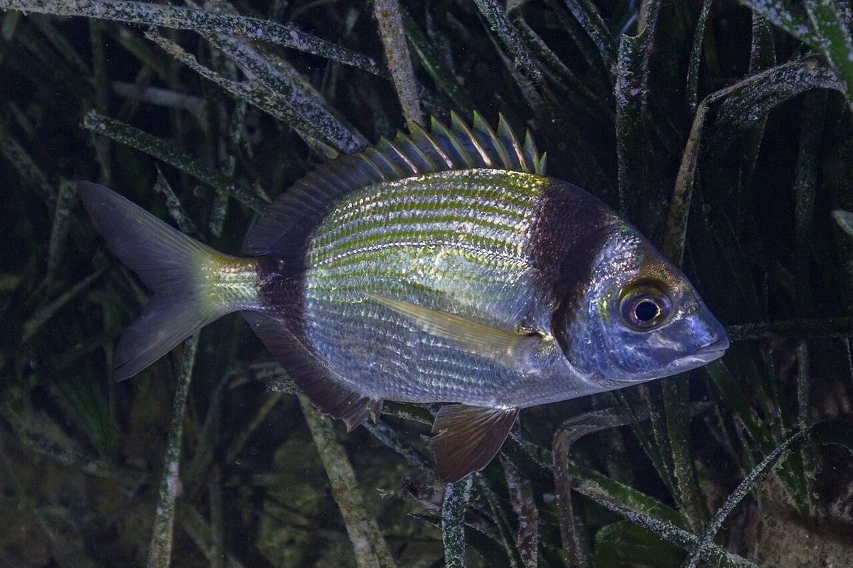 Two-Banded Seabream