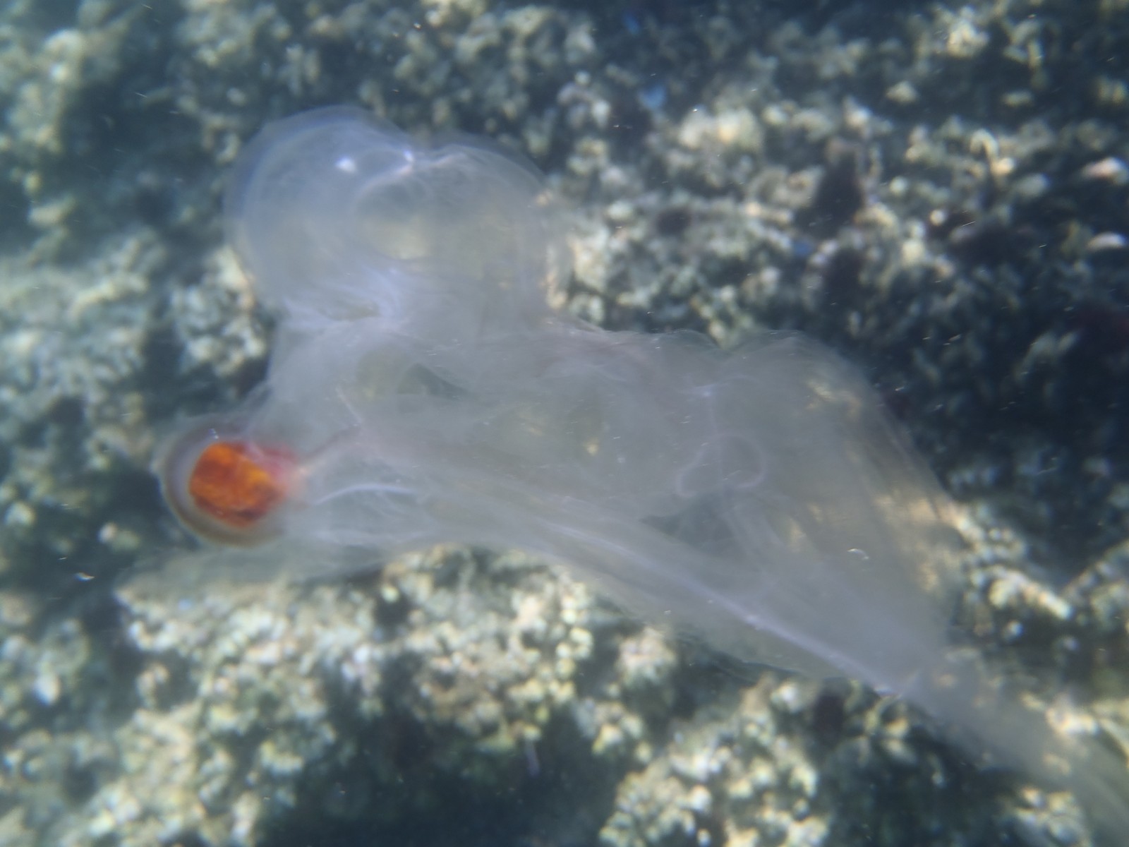 Giant Salp