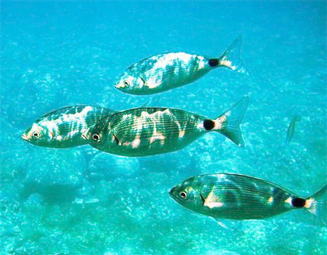 Saddled Seabream