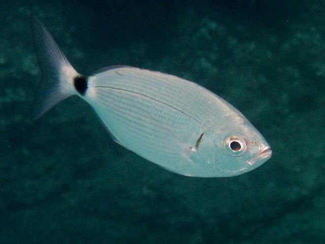 Saddled Seabream