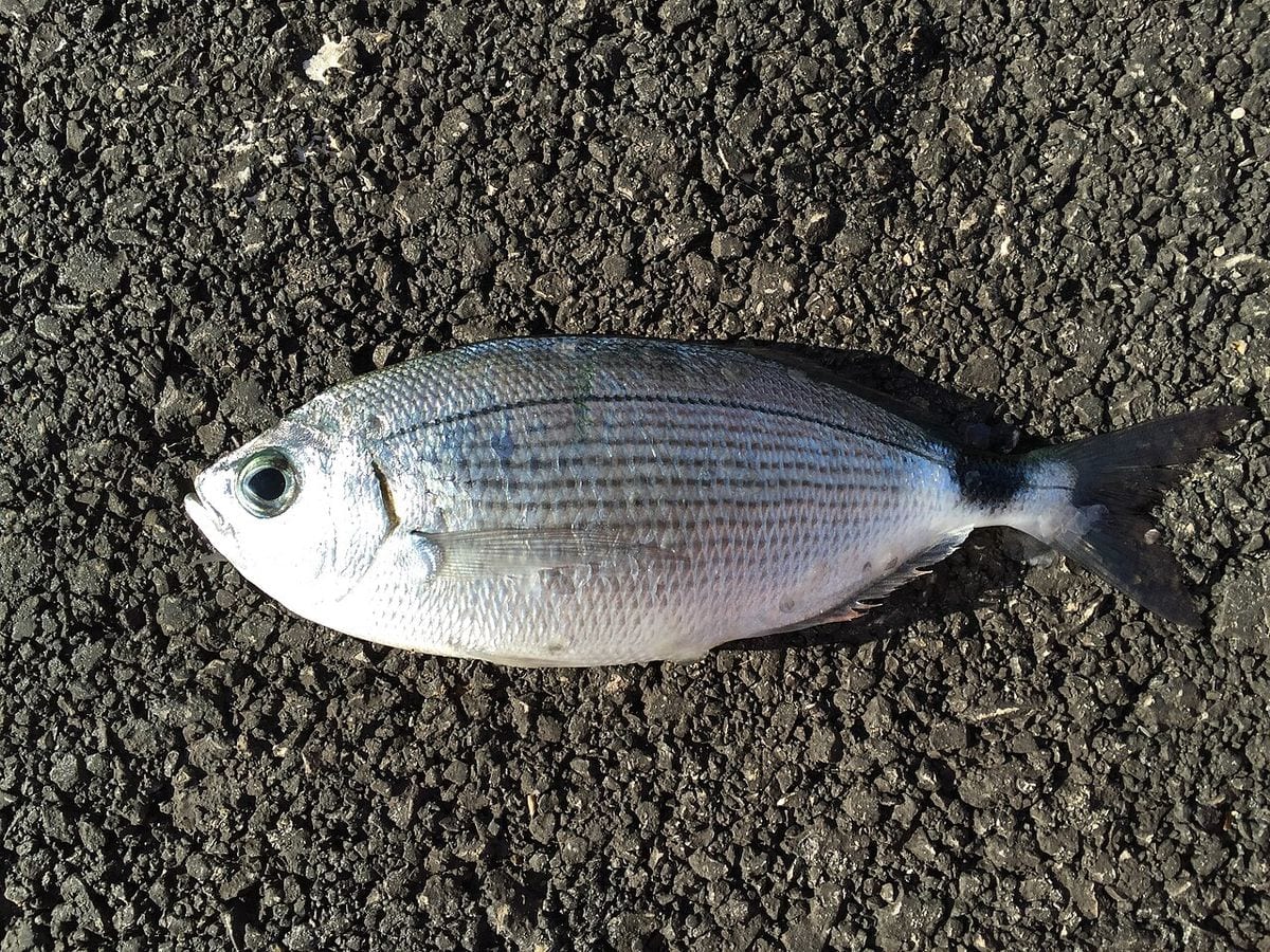 Saddled Seabream