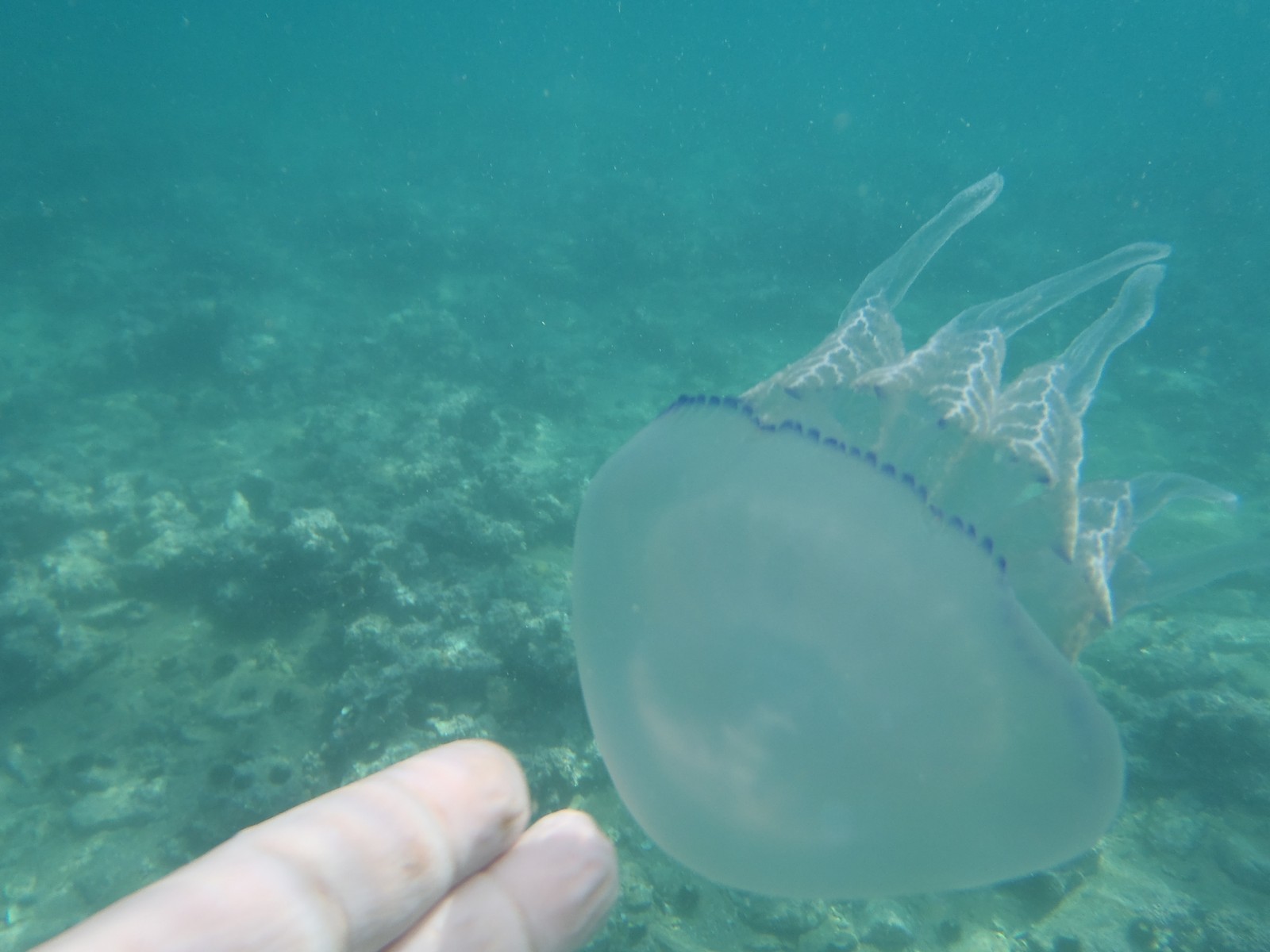Νομαδική Μέδουσα