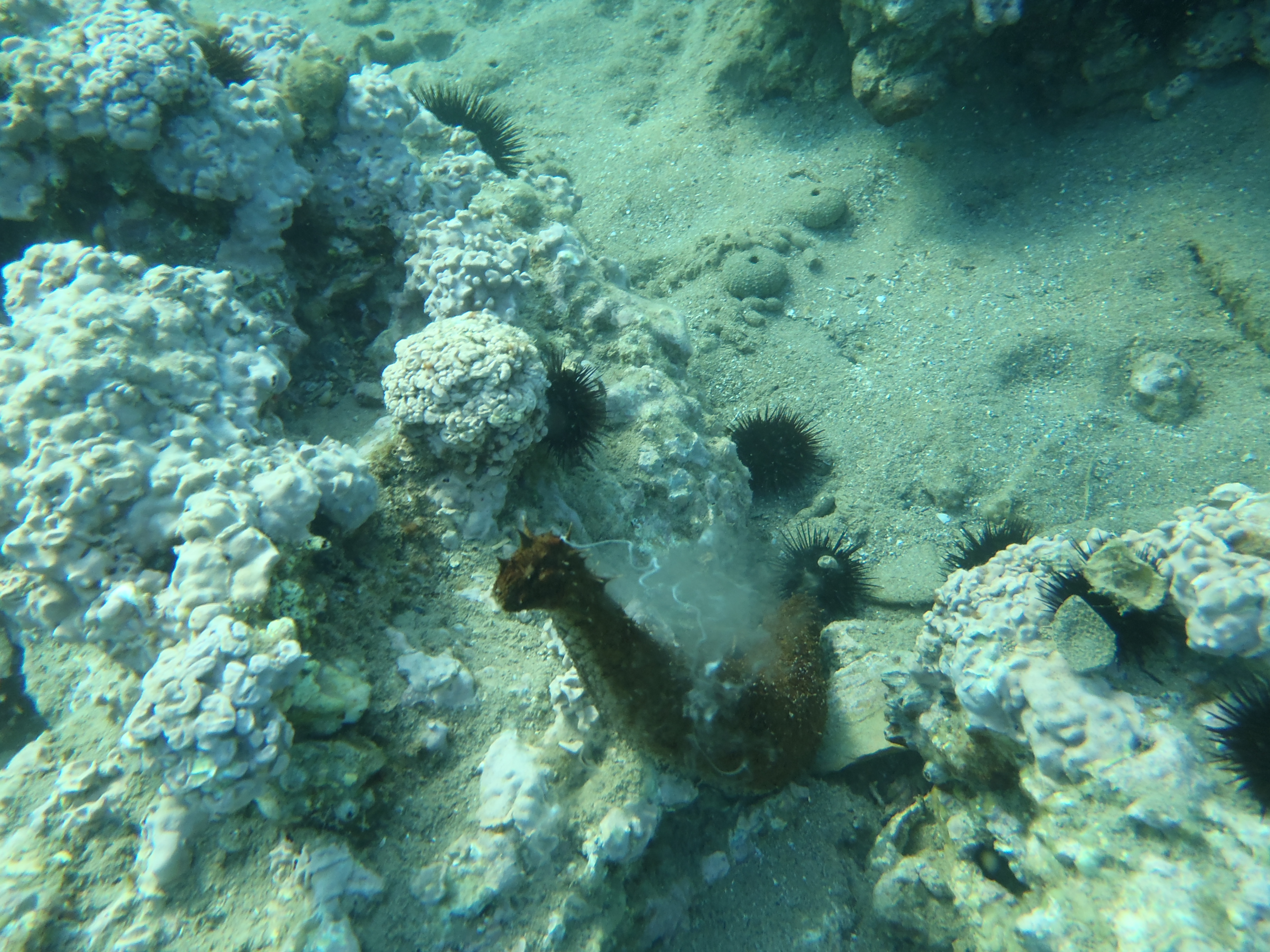Castravete de Mare (Holothuria tubulosa)