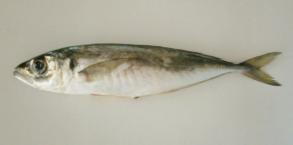 Mediterranean Horse Mackerel