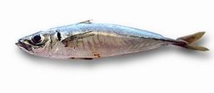 Mediterranean Horse Mackerel