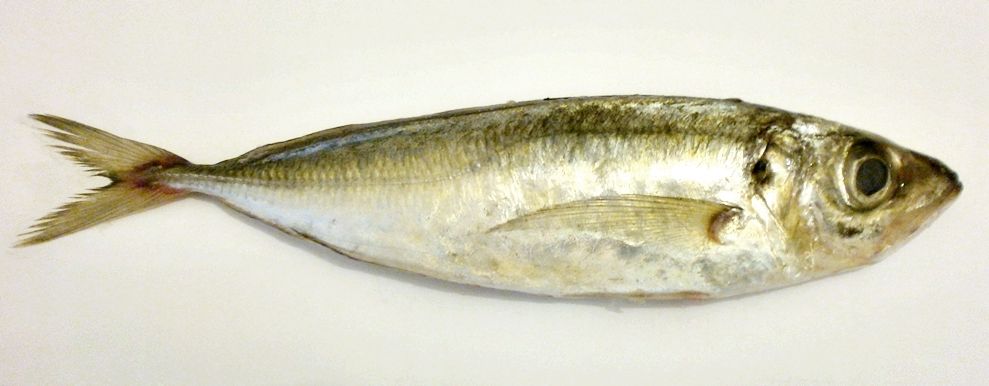Mediterranean Horse Mackerel