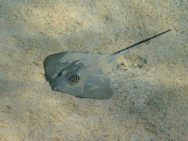 Common Stingray