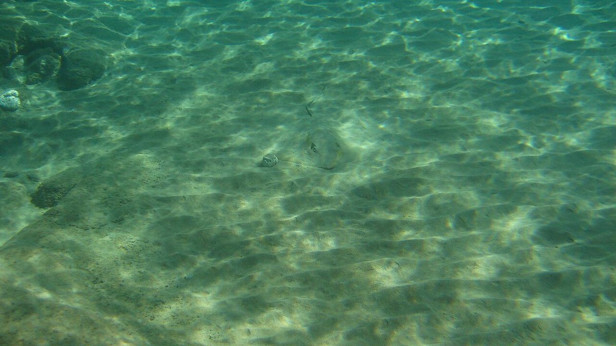 Common Stingray