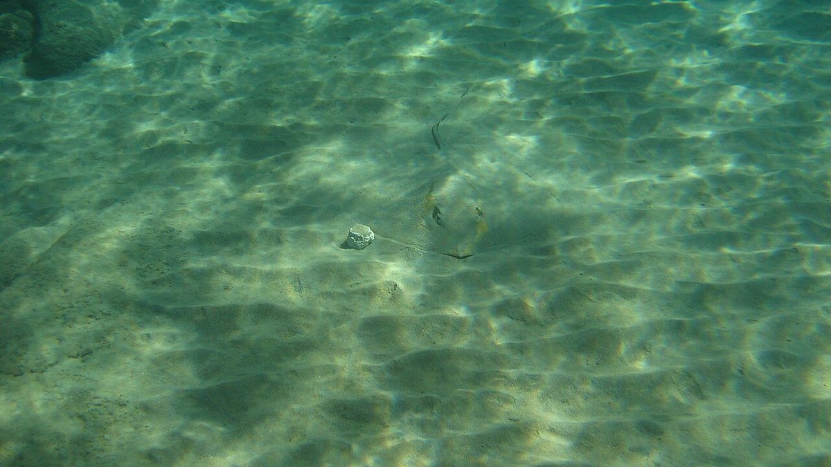 Common Stingray