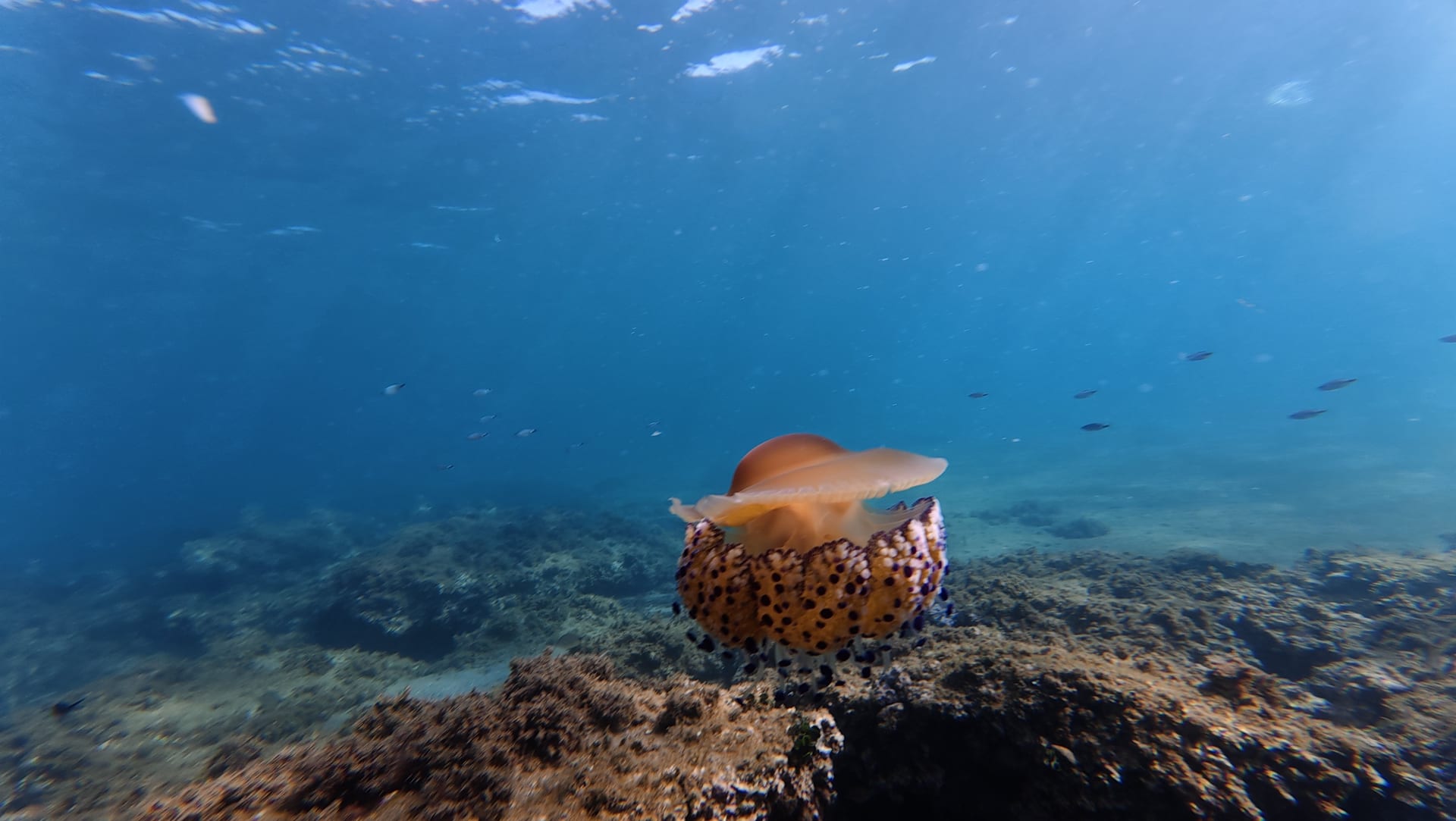 Fried Egg Jellyfish