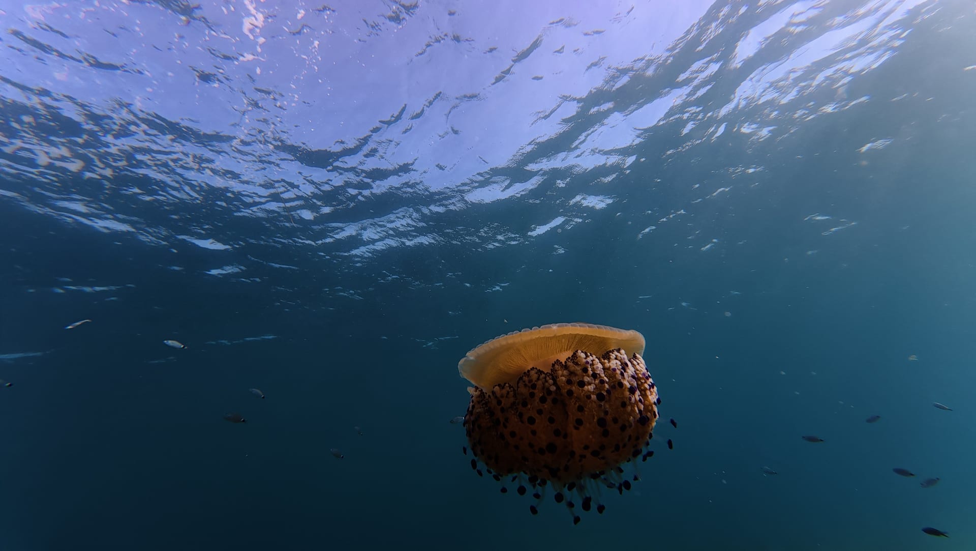 Fried Egg Jellyfish