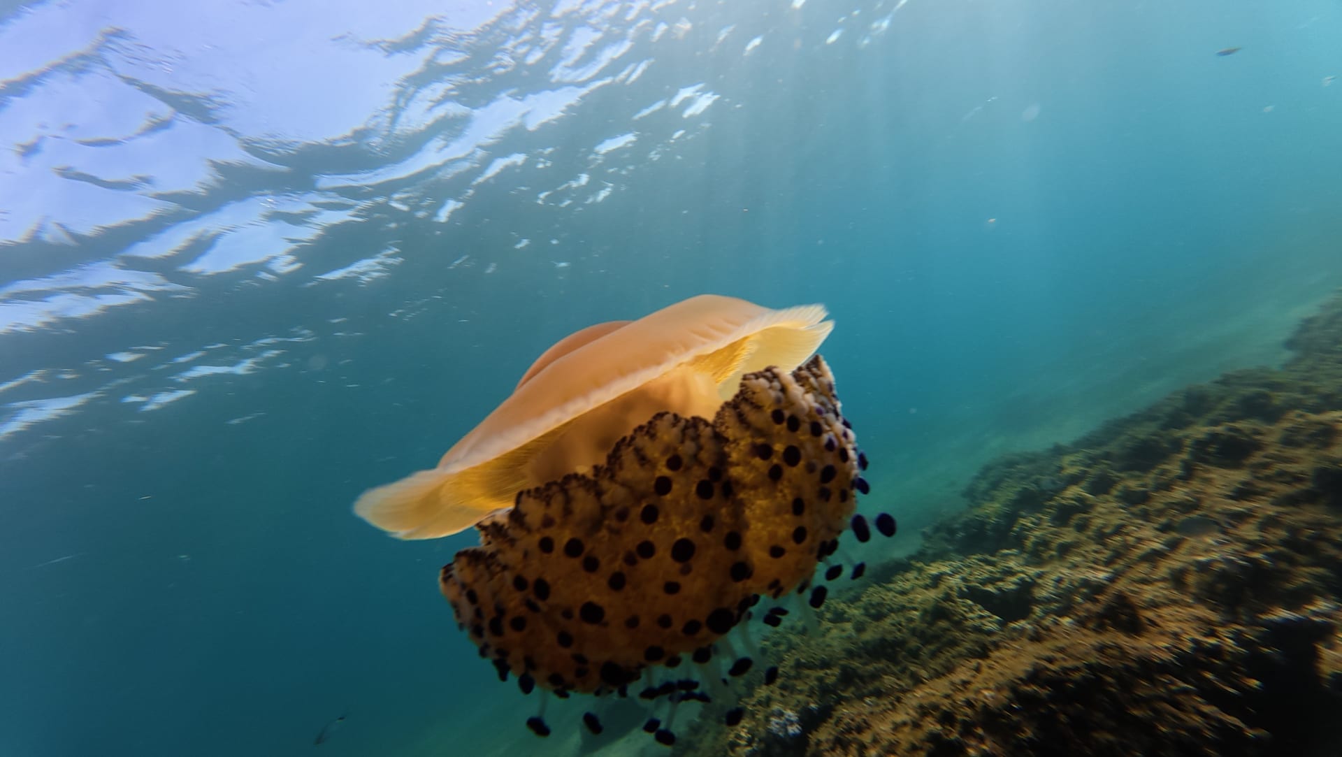Fried Egg Jellyfish