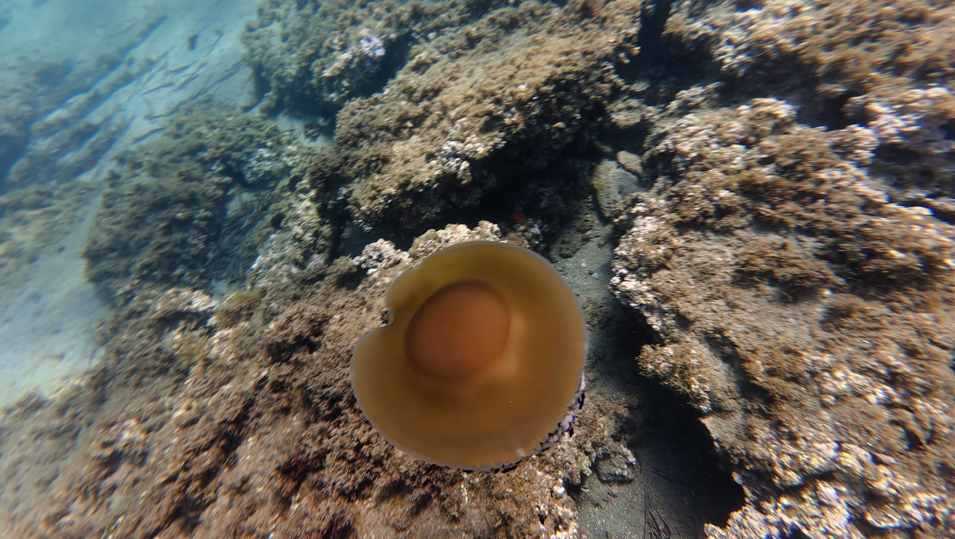 Fried Egg Jellyfish