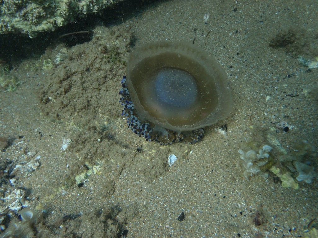 Fried Egg Jellyfish