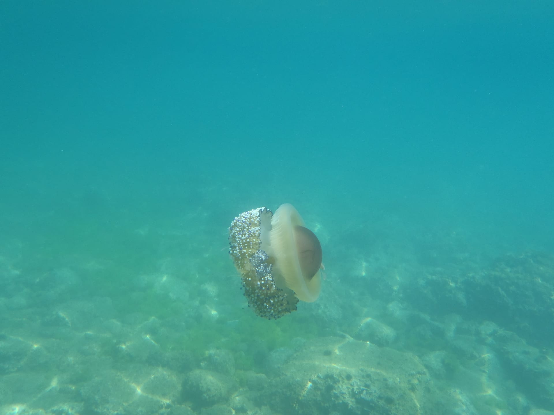 Fried Egg Jellyfish