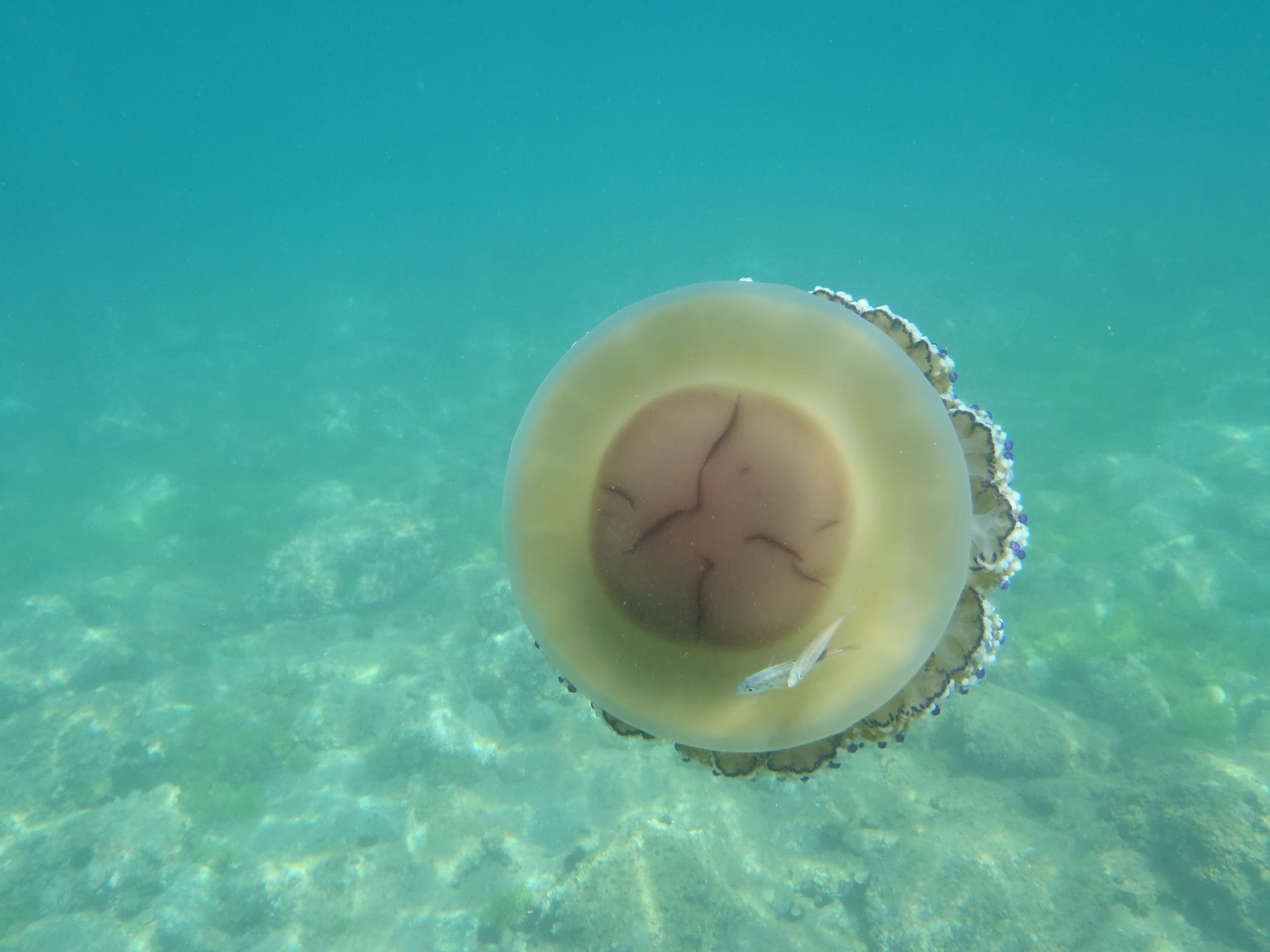 Fried Egg Jellyfish