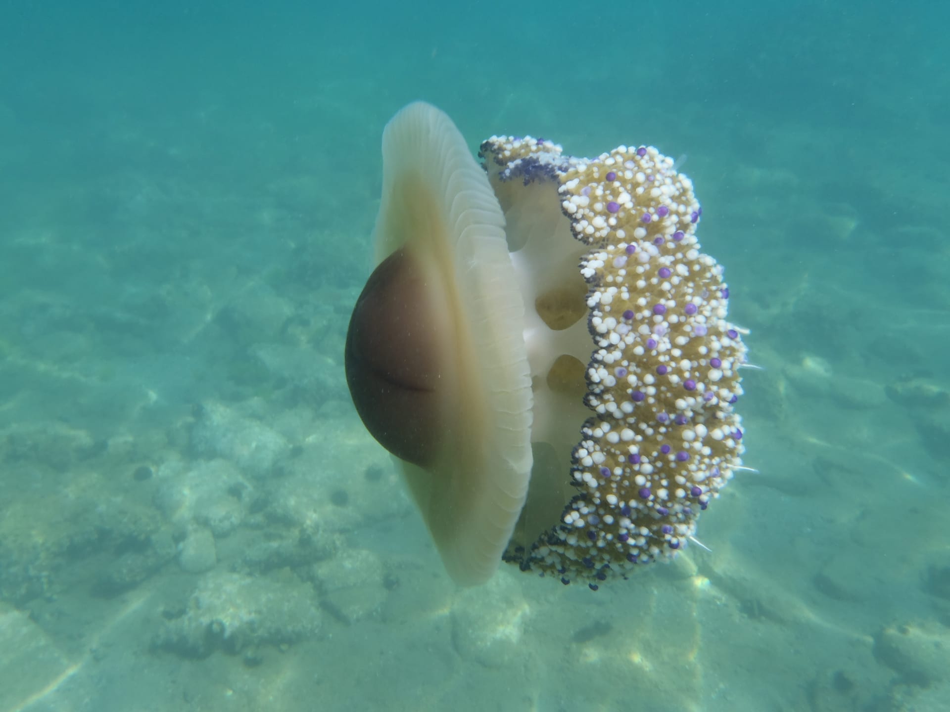 Fried Egg Jellyfish