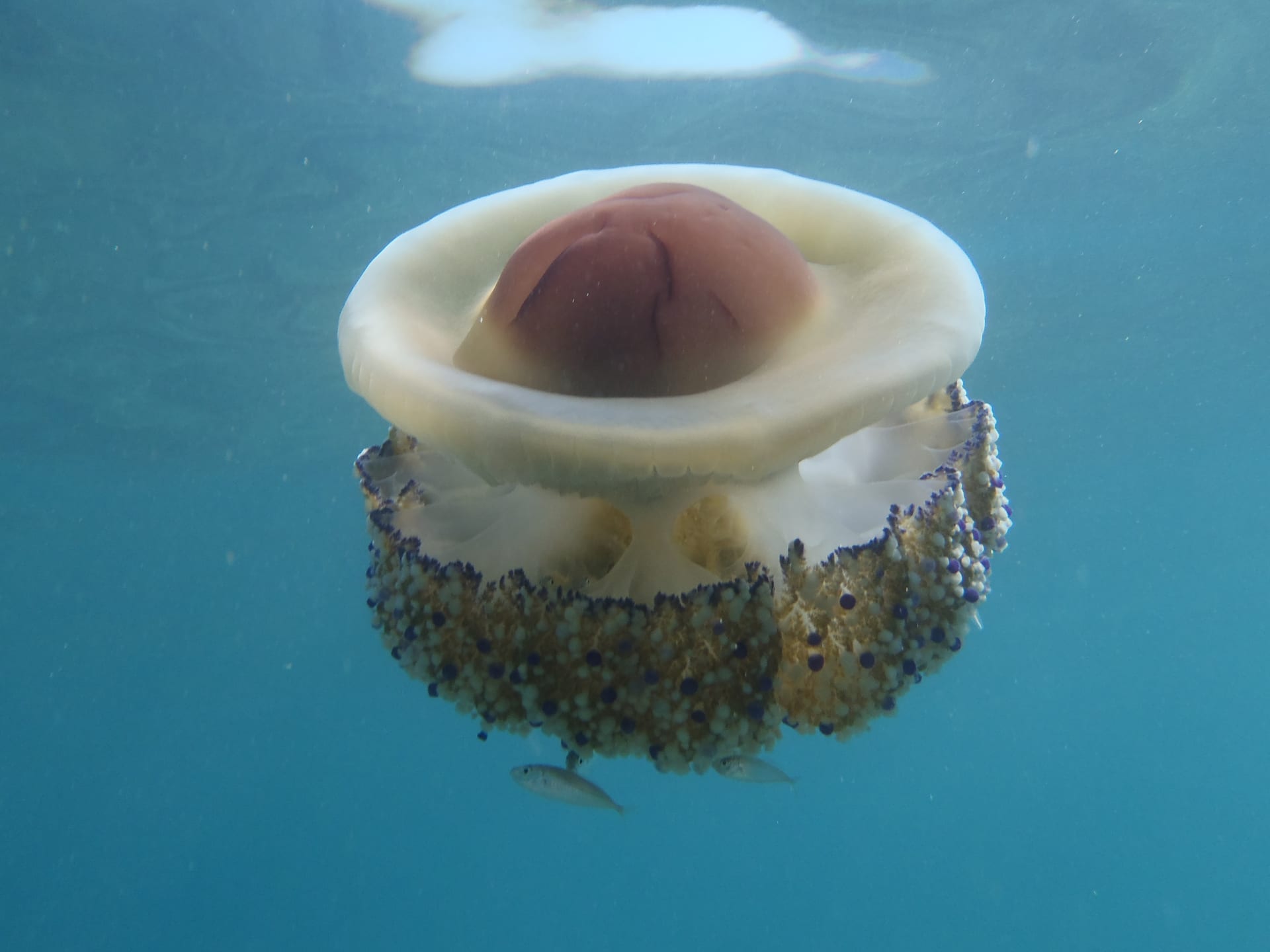 Fried Egg Jellyfish