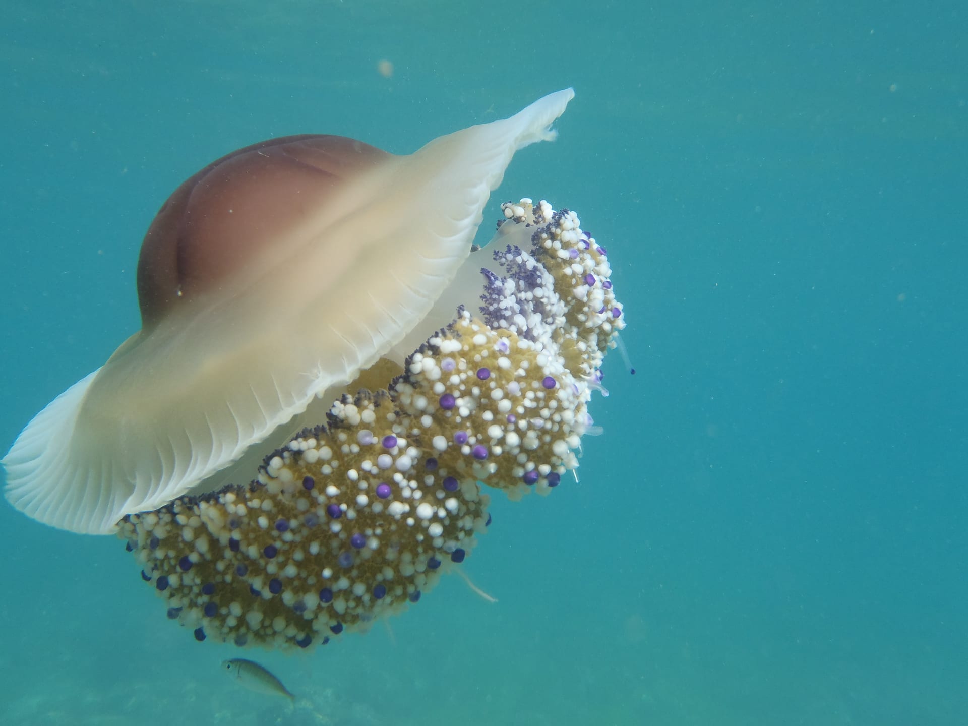Fried Egg Jellyfish