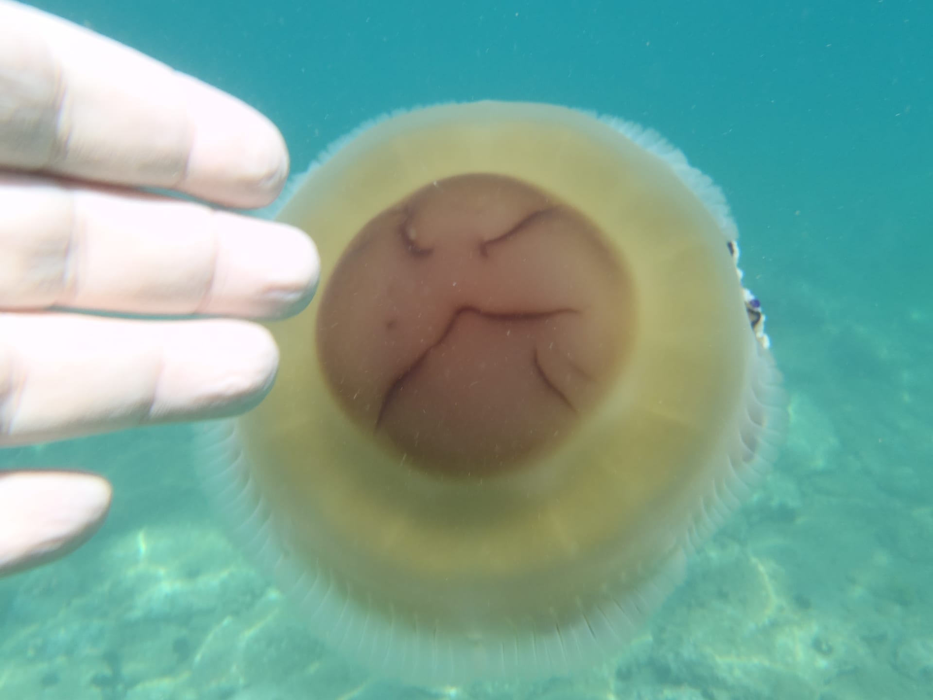 Fried Egg Jellyfish