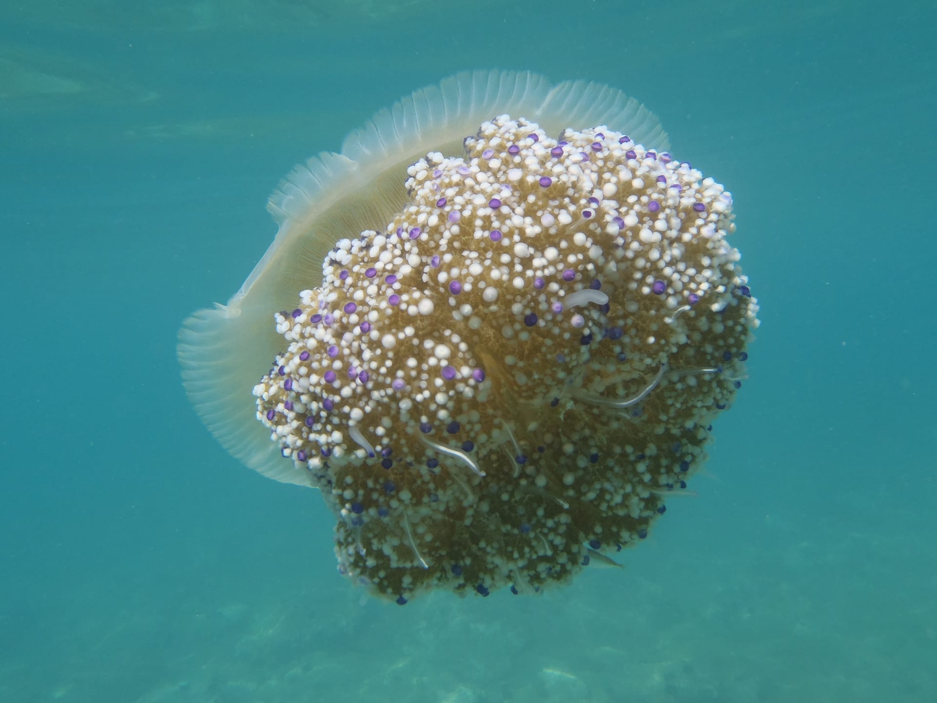 Fried Egg Jellyfish