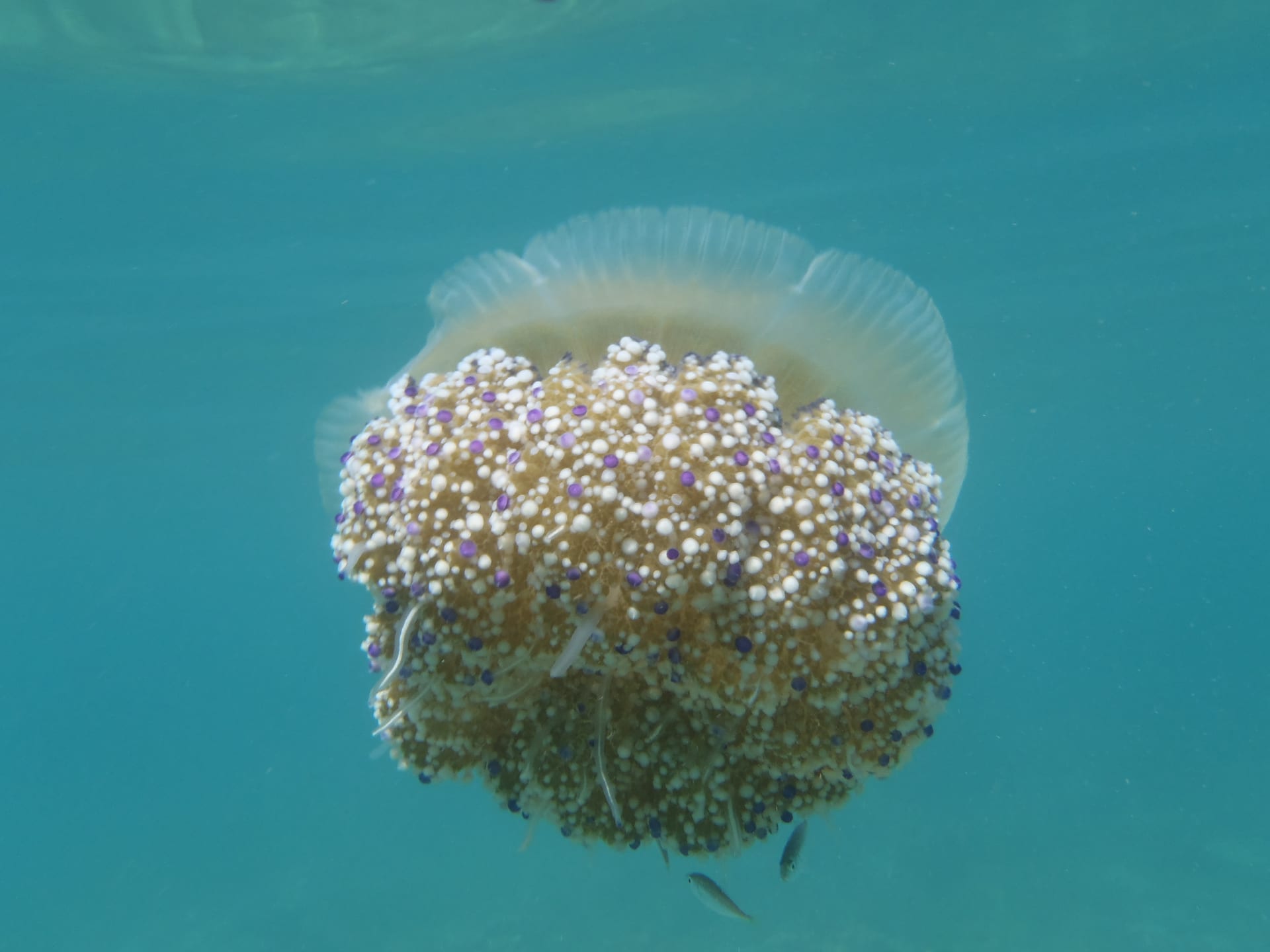 Fried Egg Jellyfish