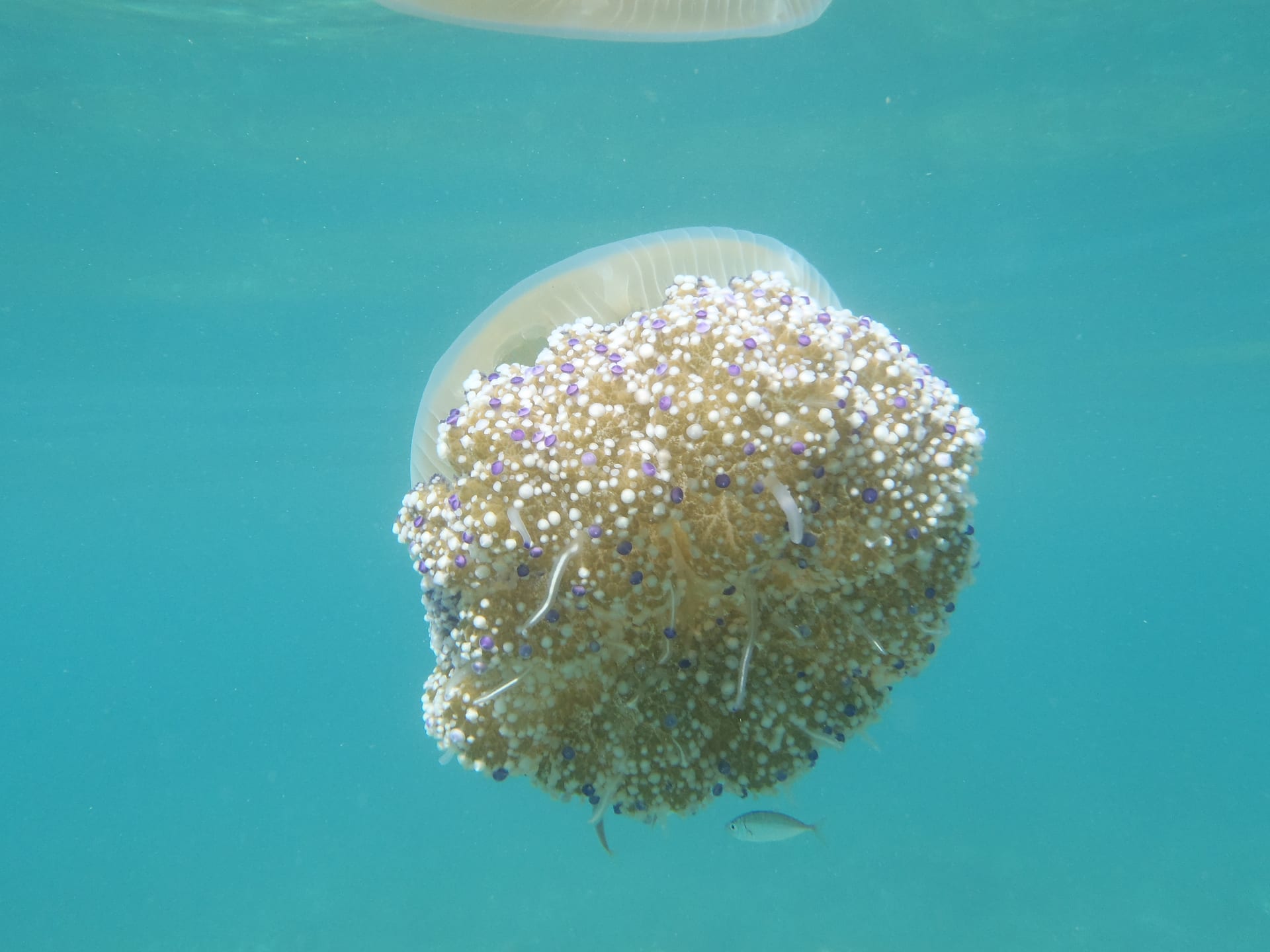 Fried Egg Jellyfish