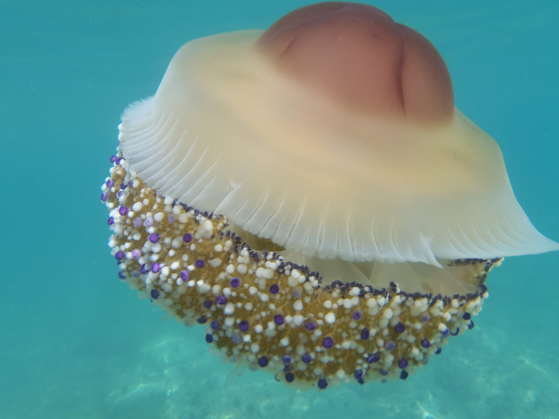 Fried Egg Jellyfish