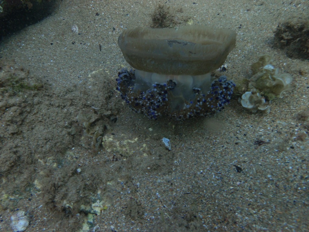 Fried Egg Jellyfish