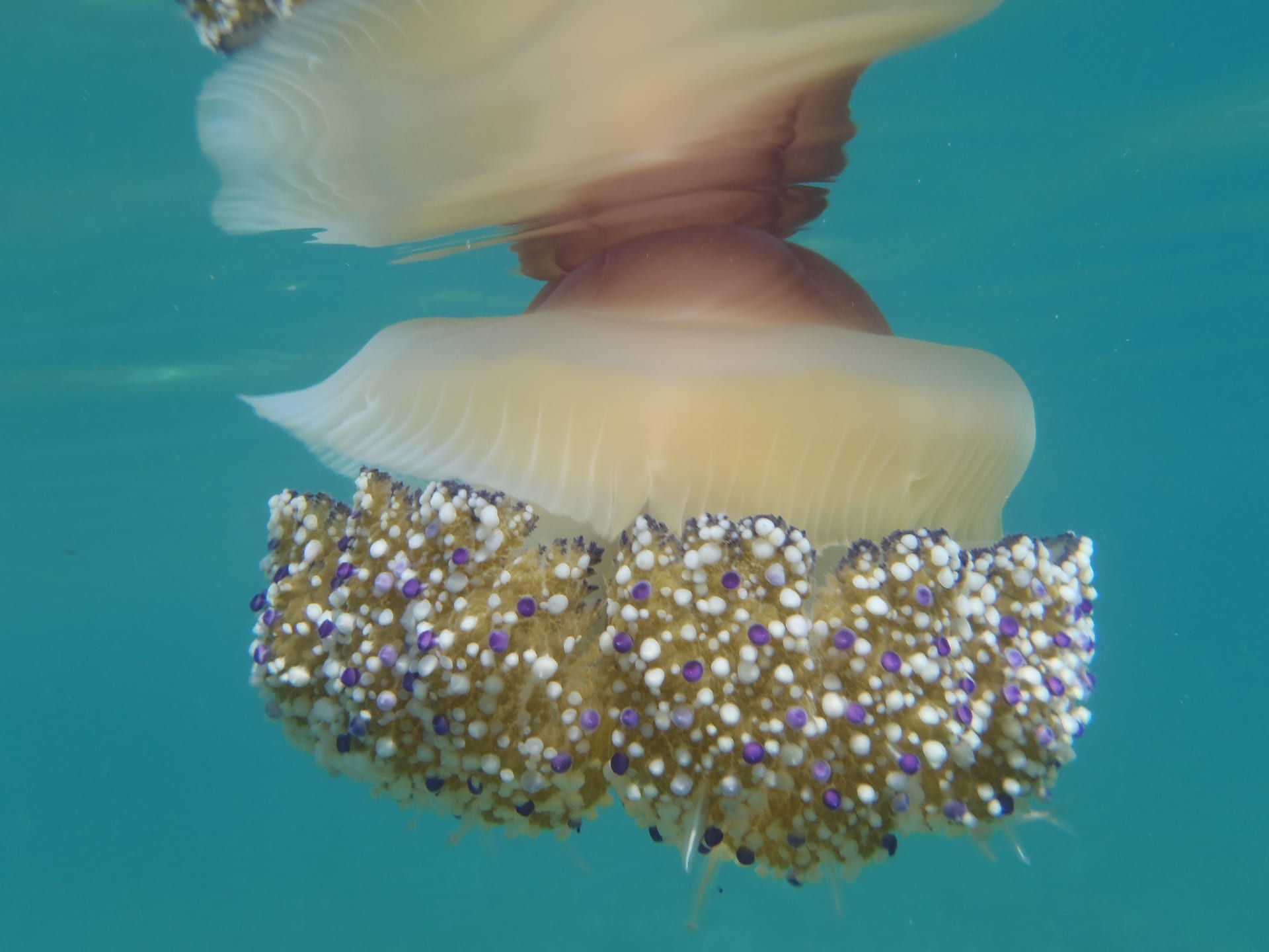 Fried Egg Jellyfish