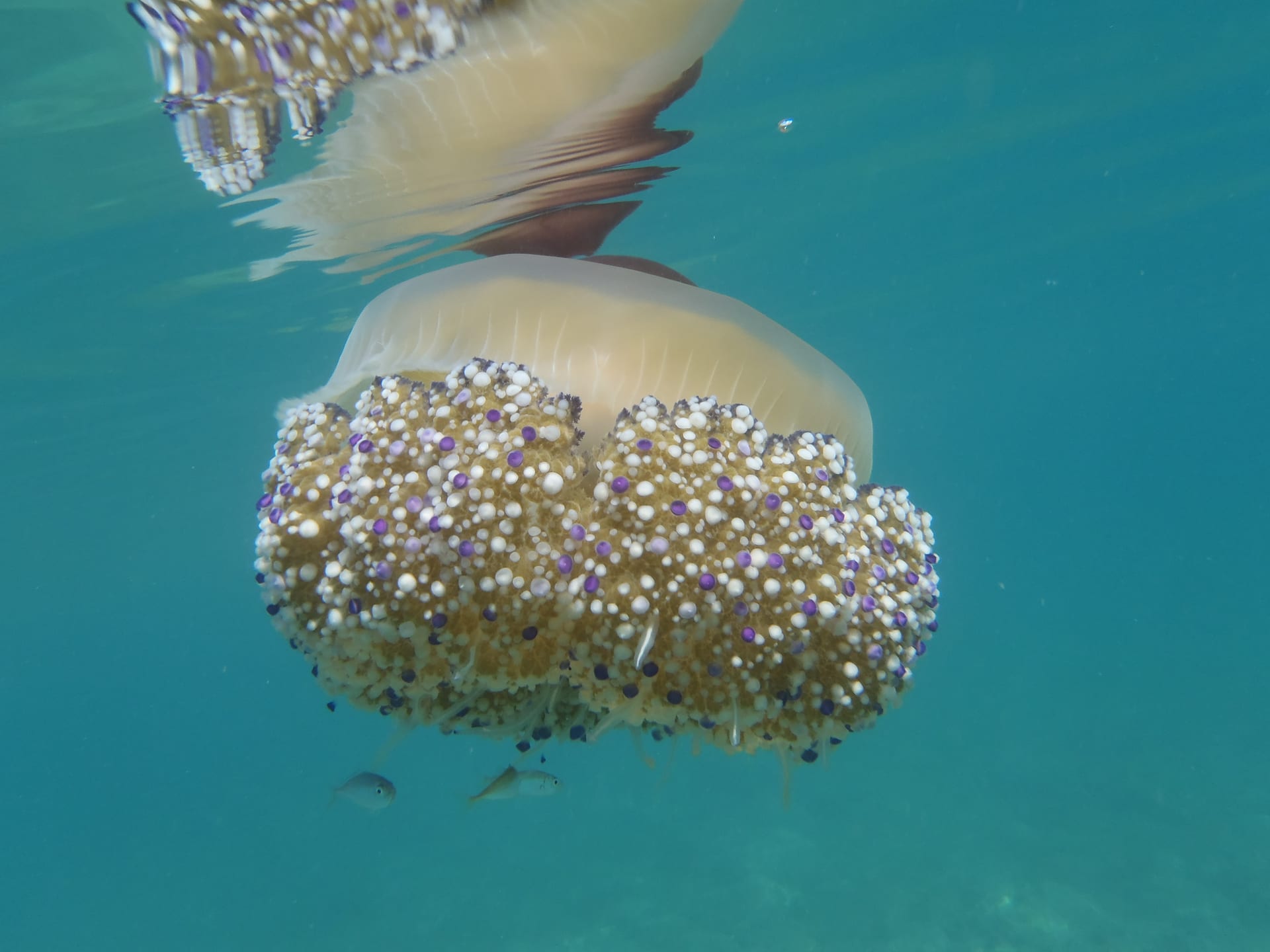 Fried Egg Jellyfish