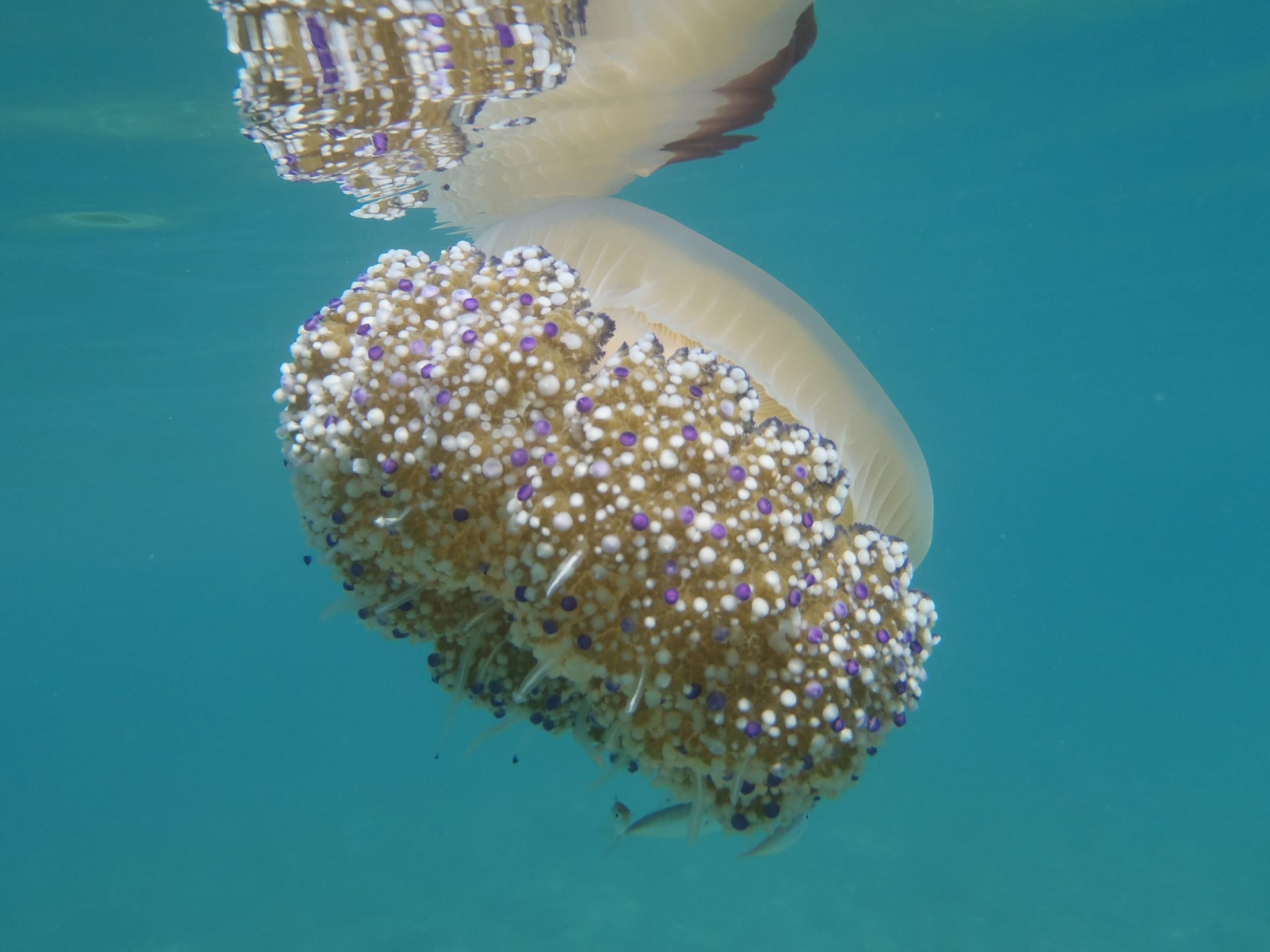 Fried Egg Jellyfish