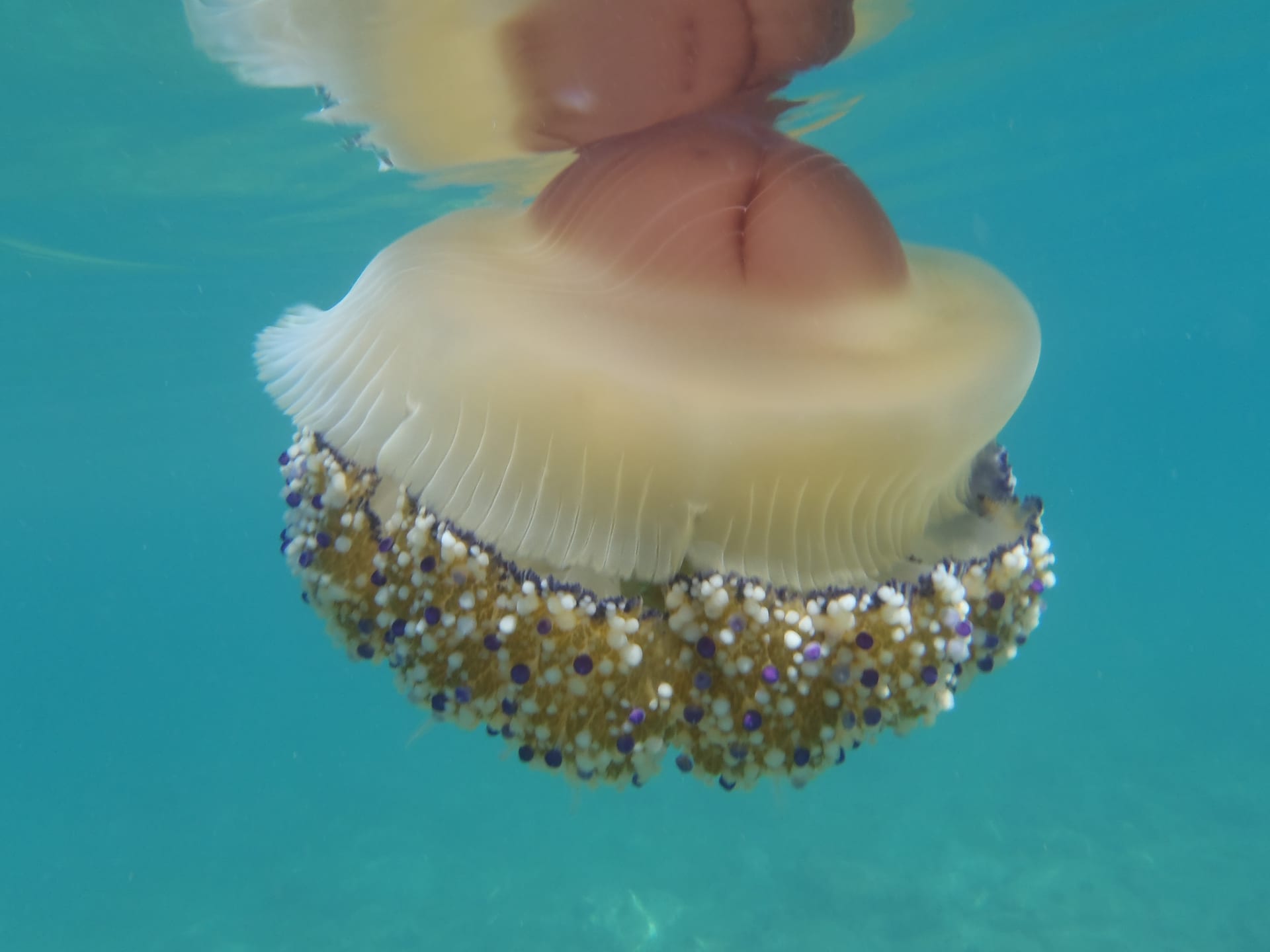 Fried Egg Jellyfish